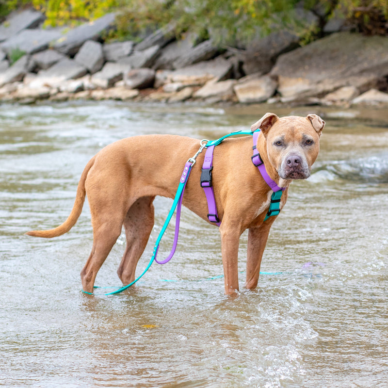 Fi Mini Compatible Harnesses | SeaFlower Co