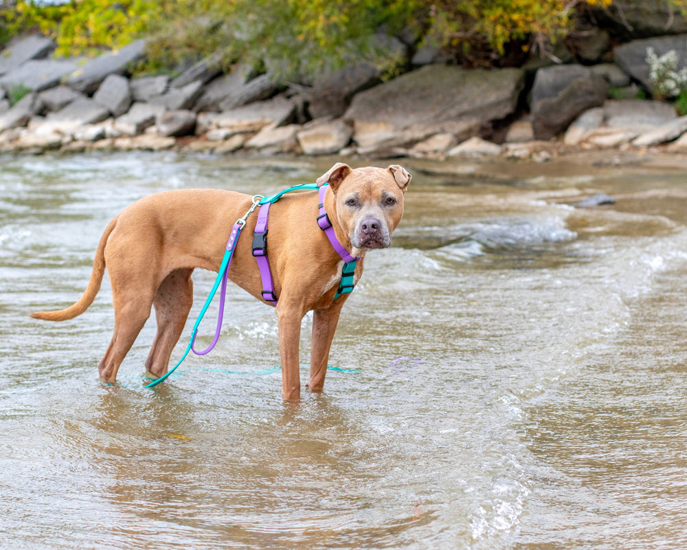 Dog walking on a leash in shallow water near rocks and greenery