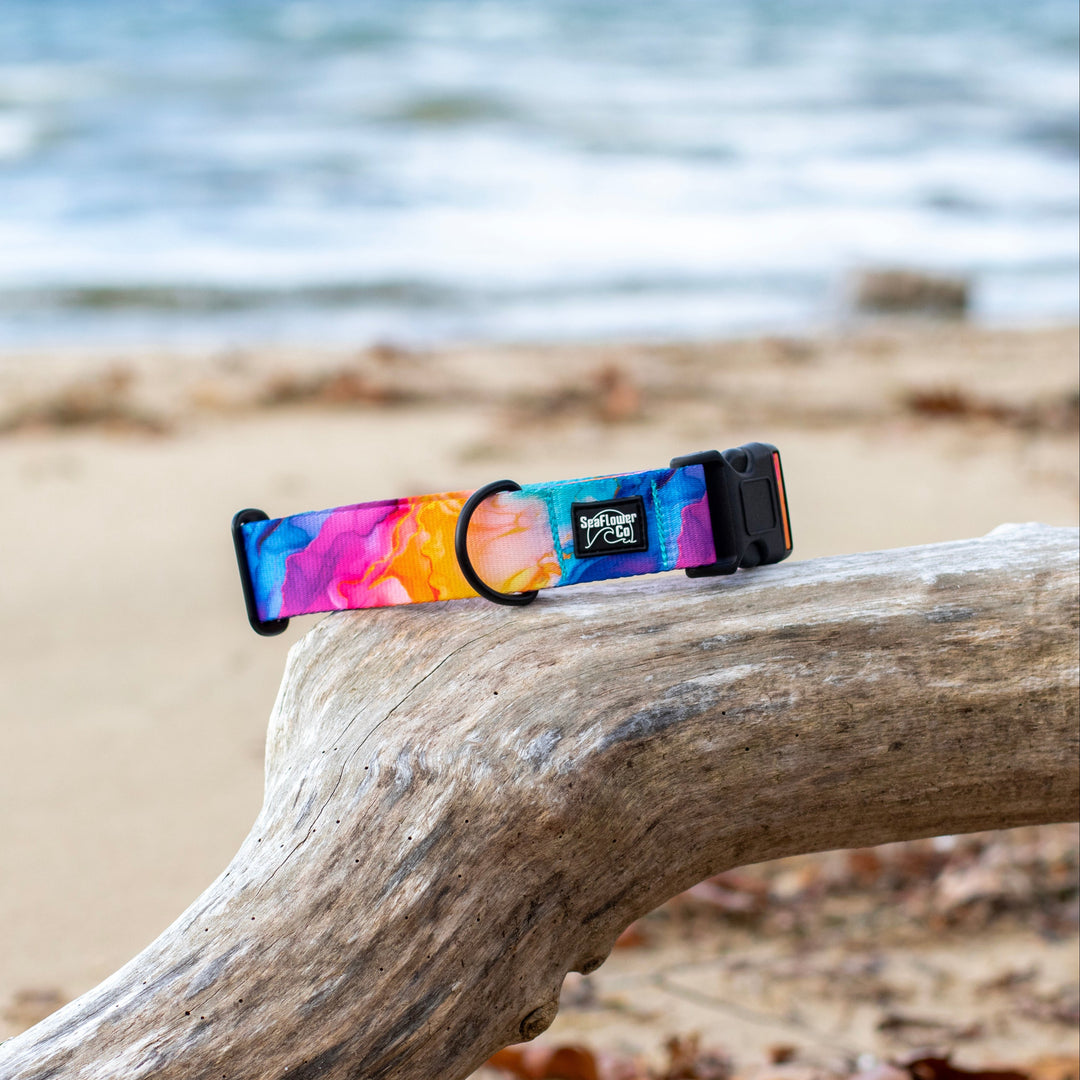 Vibrant Rainbow Dog Collar | SeaFlower Co