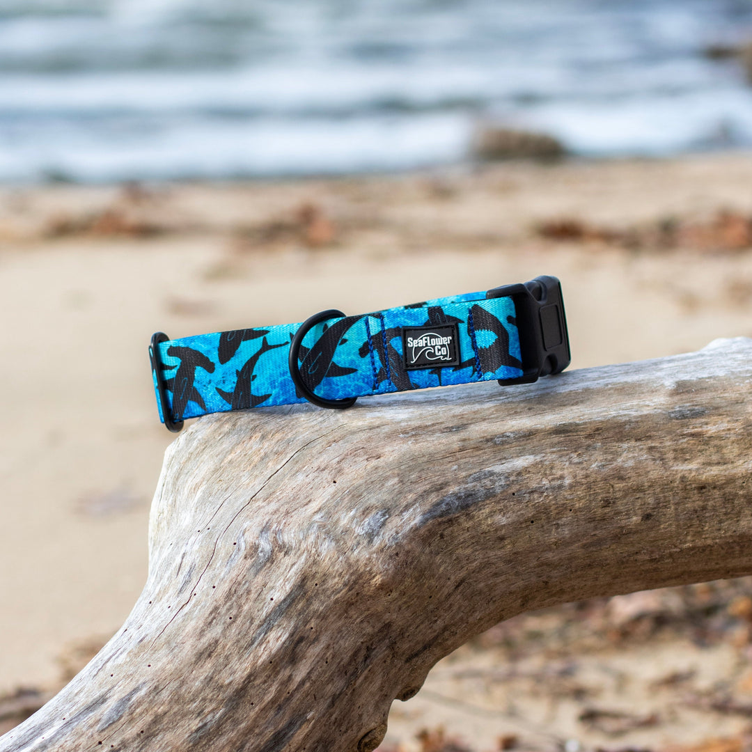 Dog collar with blue and black design shark design on a piece of driftwood by the beach.