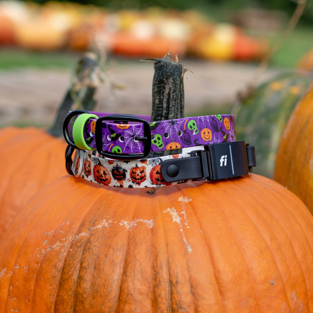 Halloween Fi Compatible 3/3+ UV-Printed BioThane® Classic Buckle Collar