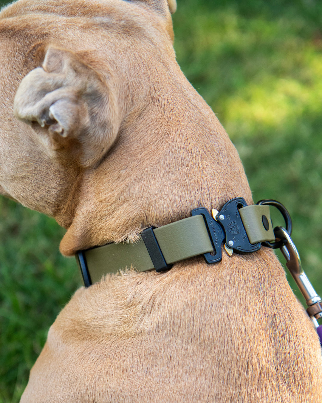 Dog wearing a green collar with a blurred grassy background