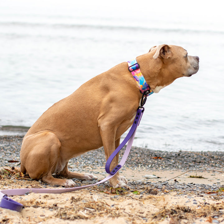 A tan dog sitting on a sandy beach near the water, wearing a colorful patterned collar and a purple leash.