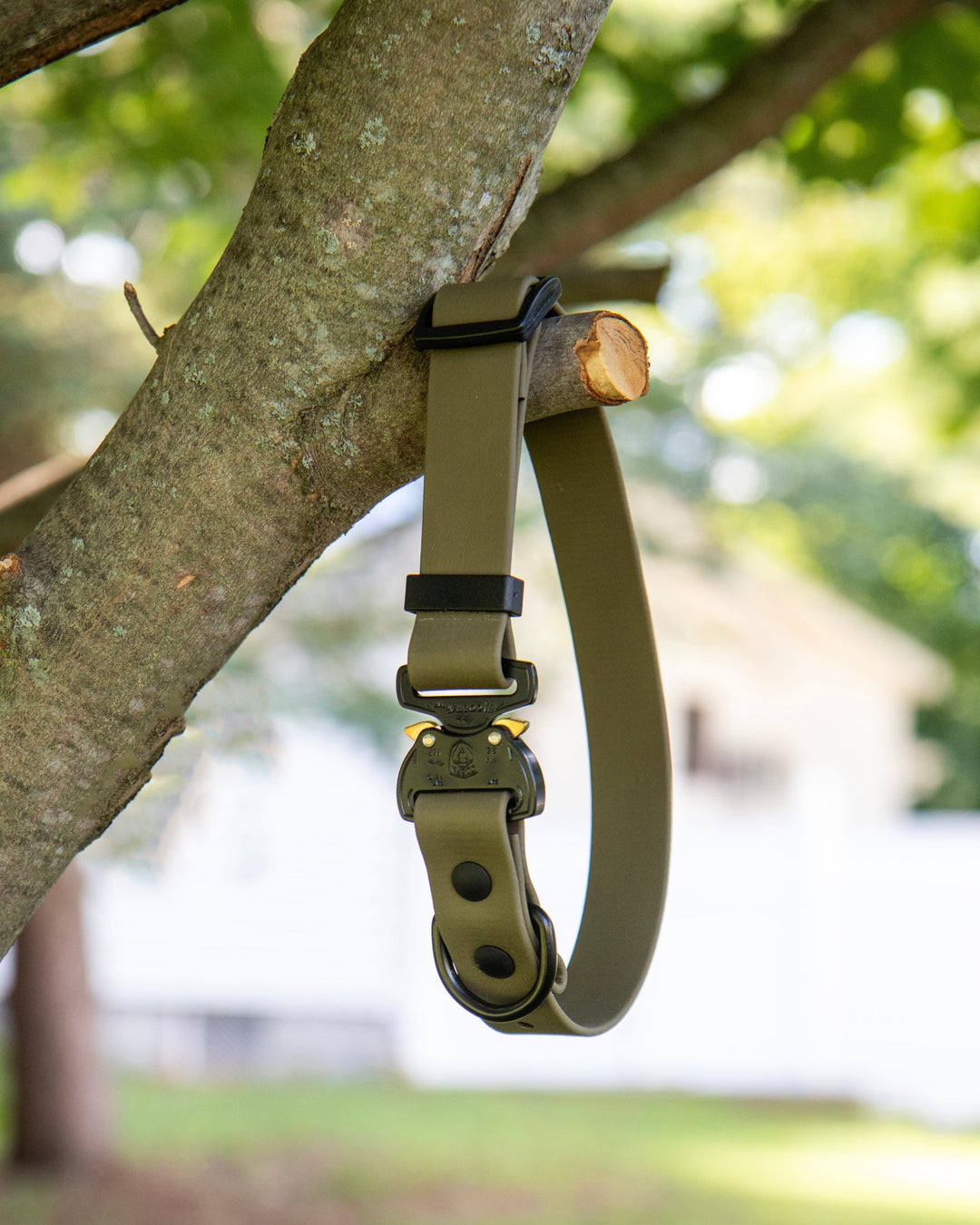 Olive green dog collar hanging on a tree branch with a blurred natural background