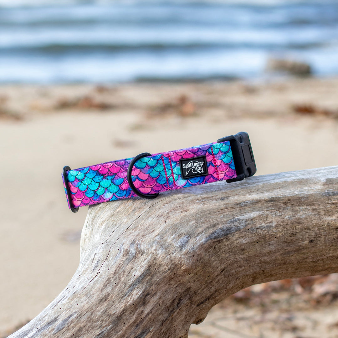 Colorful dog collar with mermaid scale pattern on a piece of driftwood by the beach.