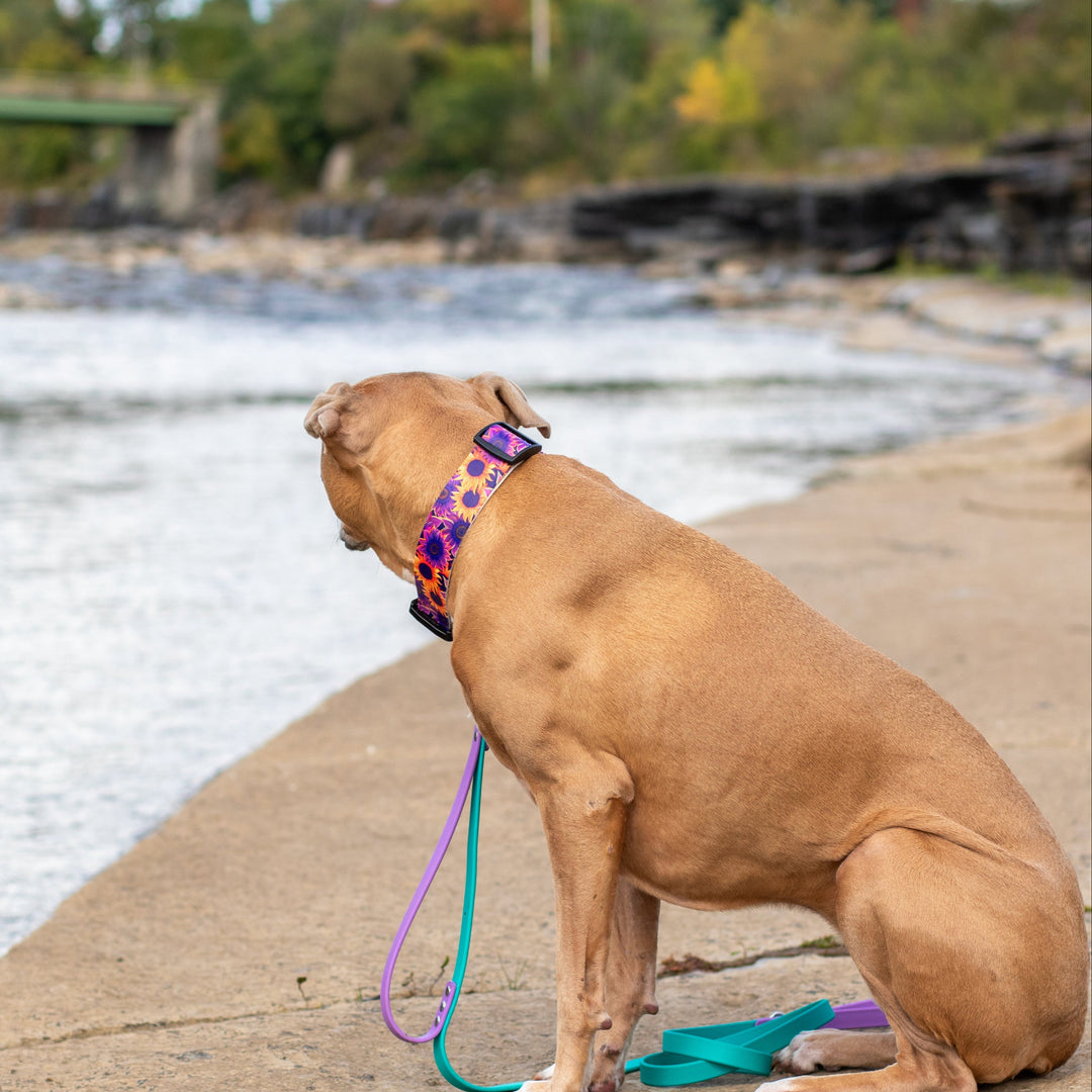 1.5" UV printed BioThane Adjustable Collar  | SeaFlower Co