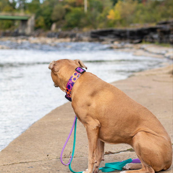 1.5" UV printed BioThane Adjustable Collar  | SeaFlower Co