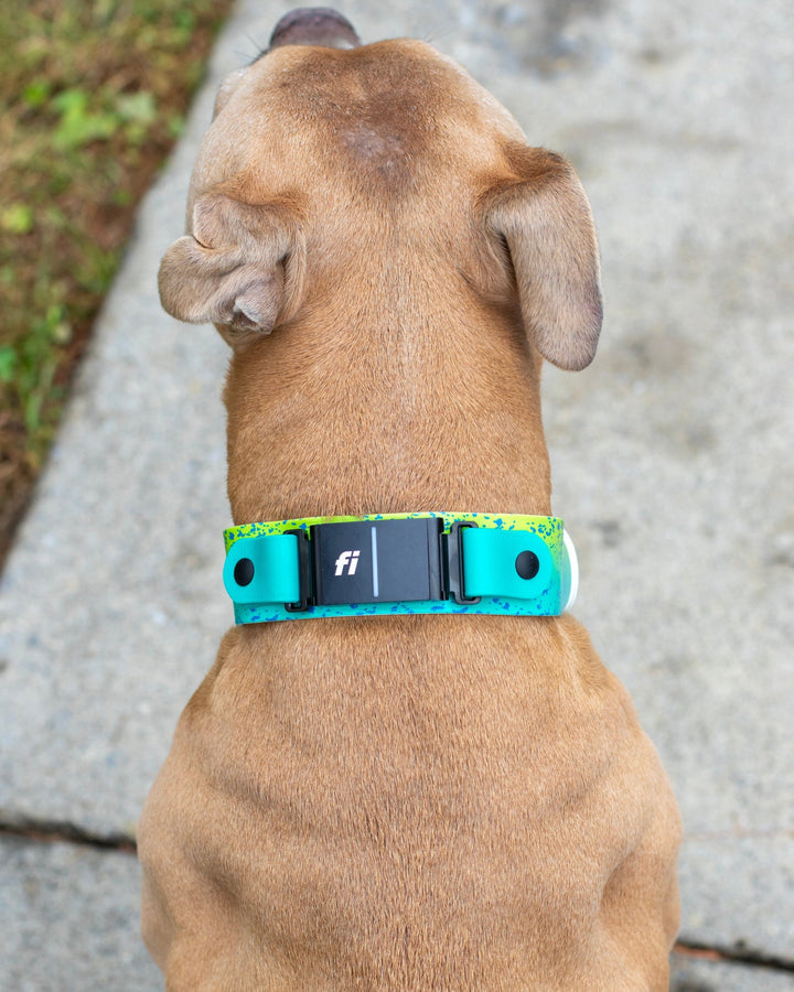Fi Compatible 3/3+ 1.5" Patterned BioThane Collar | SeaFlower Co