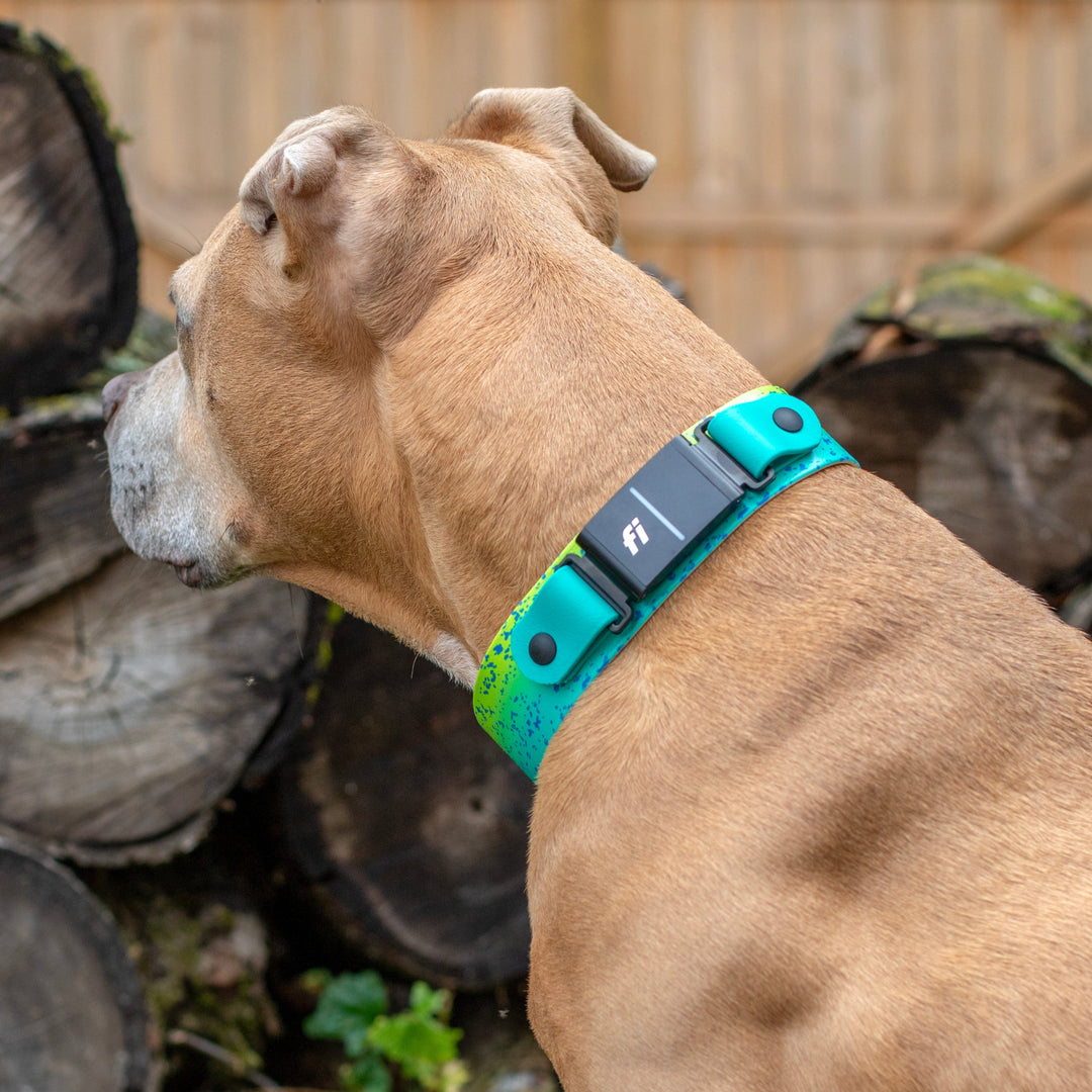 Fi Compatible 3/3+ 1.5" Patterned BioThane Collar | SeaFlower Co