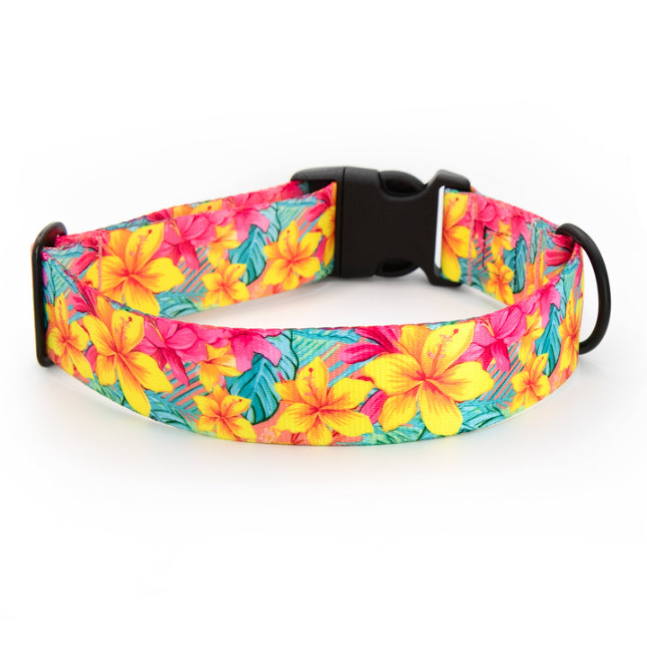 Colorful floral-patterned dog collar on a white background