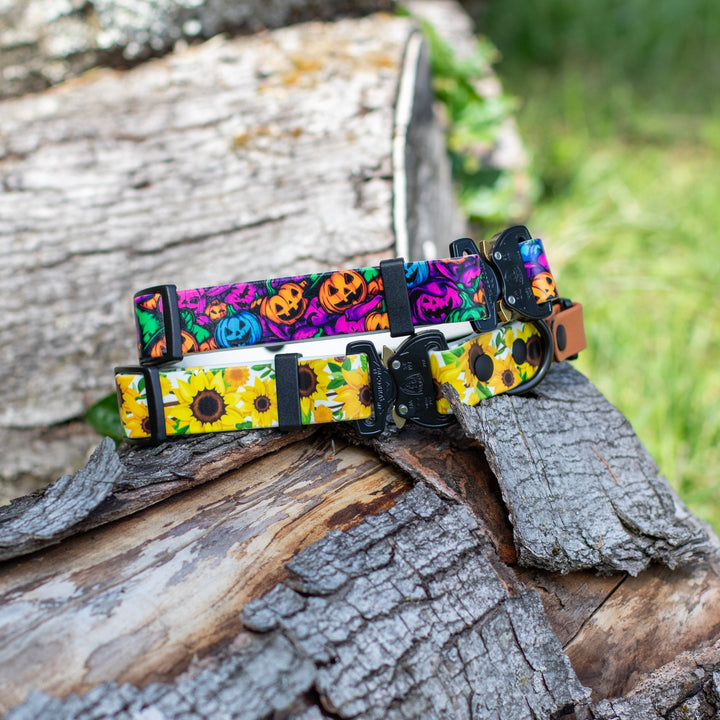 Fi Compatible 3/3+ collars with Halloween and sunflower designs on a white background