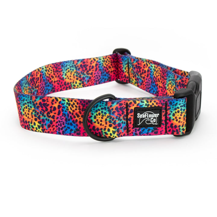 Rainbow Leopard Dog Collar | Unique Dog Gear