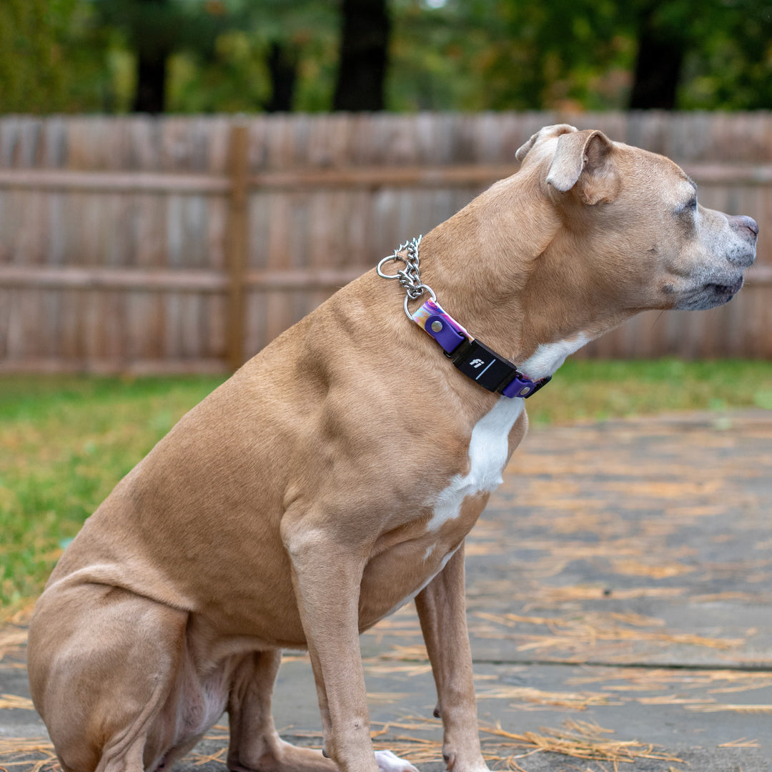 Fi Compatible 3/3+ 1" Width Patterned BioThane® Martingale Collar