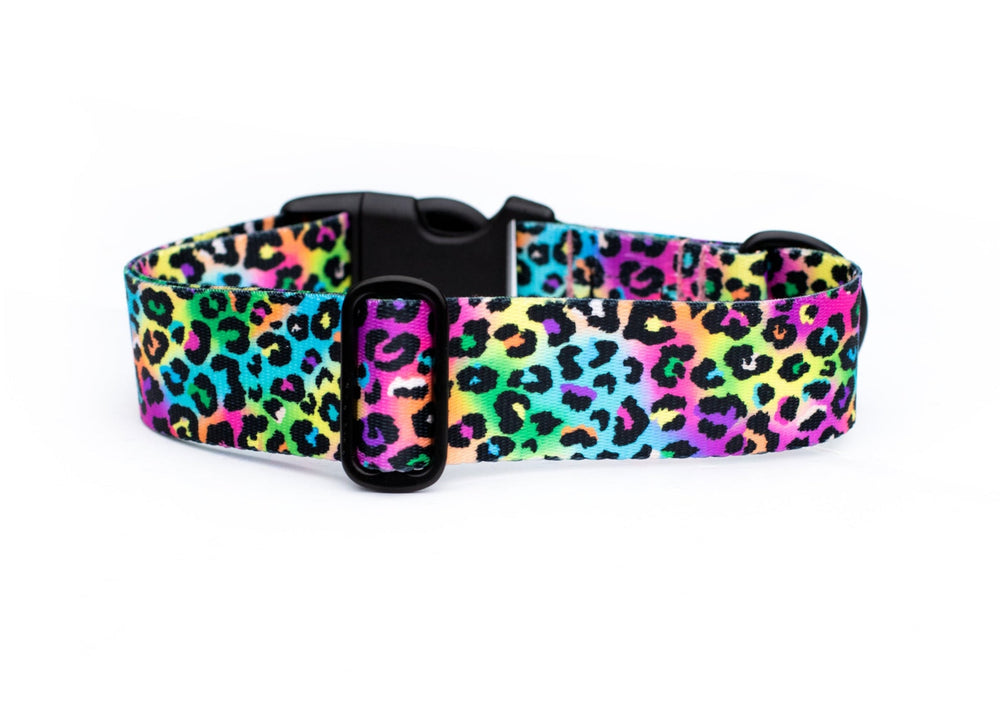 Colorful leopard print dog collar on a white background