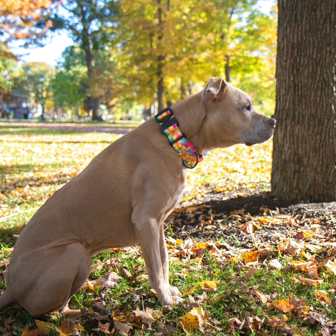 Martingale Collar With Buckle | SeaFlower Co