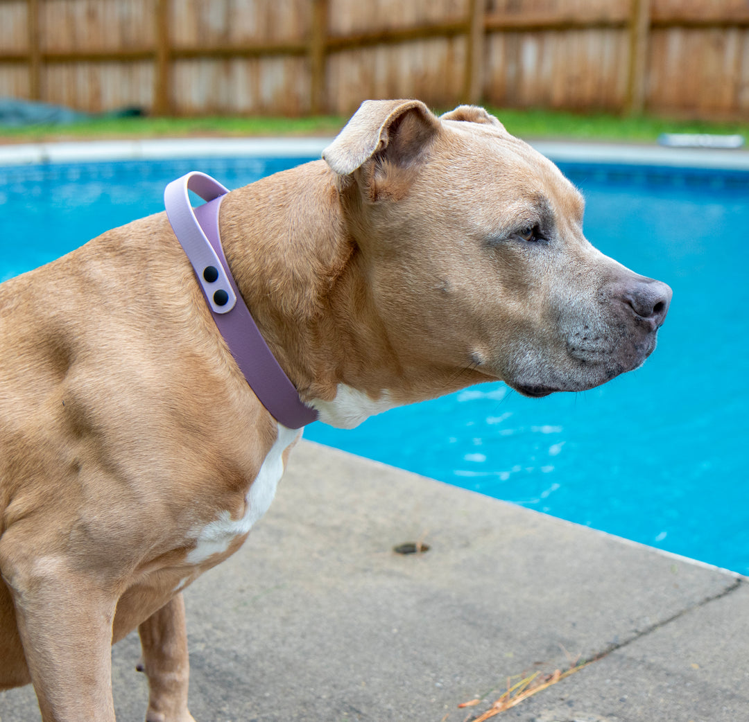 BioThane® Collar With Control Handle