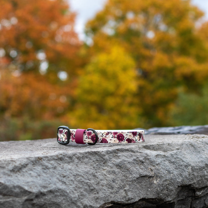 Floral-patterned dog collar on a rock with autumn trees in the background