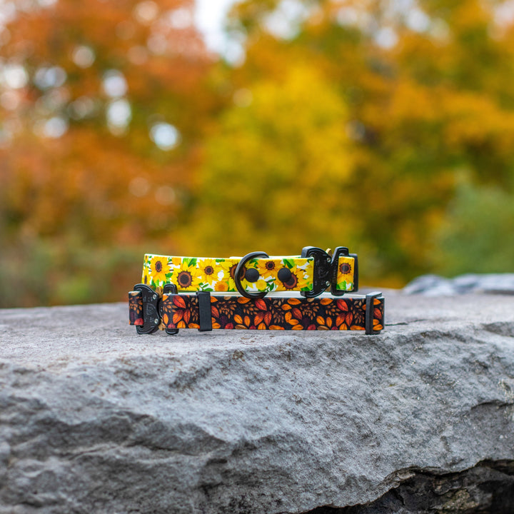Colorful dog collar with sunflower pattern on a stone surface with autumn trees in the background