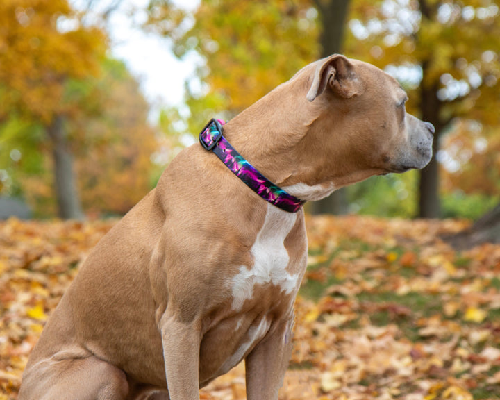 Holiday Themed Fi 3/3+ Compatible BioThane® Collars With Classic Buckle