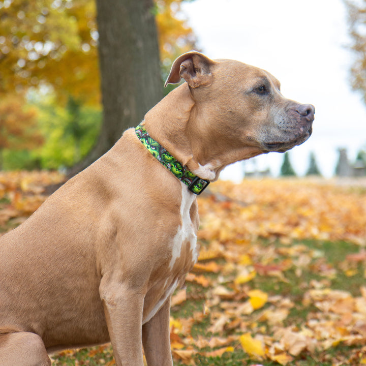 Dog sitting outdoors with autumn leaves and trees in the background