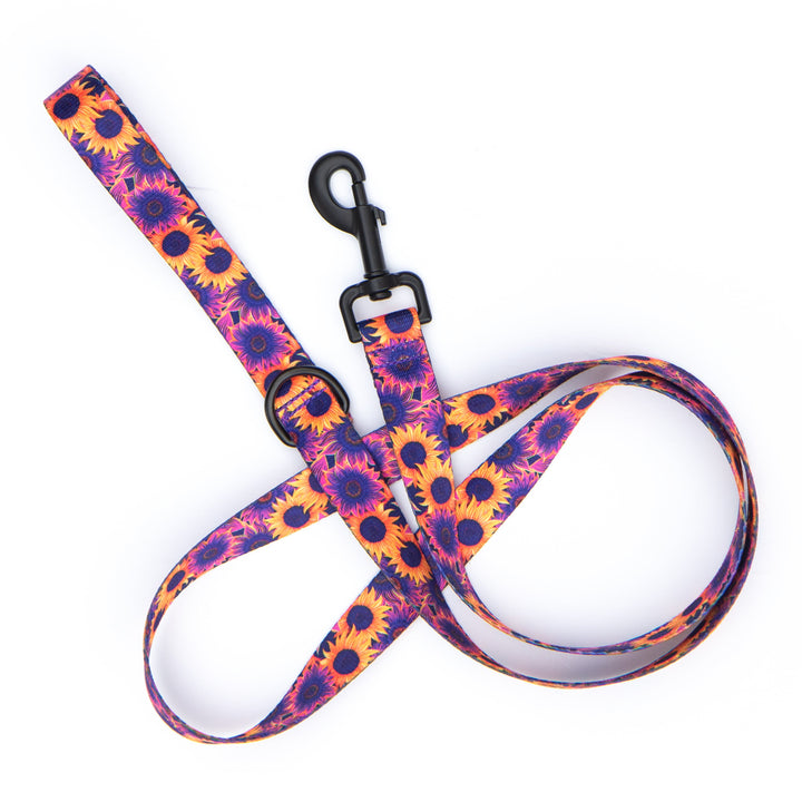 Colorful sunflower patterned dog leash on a white background