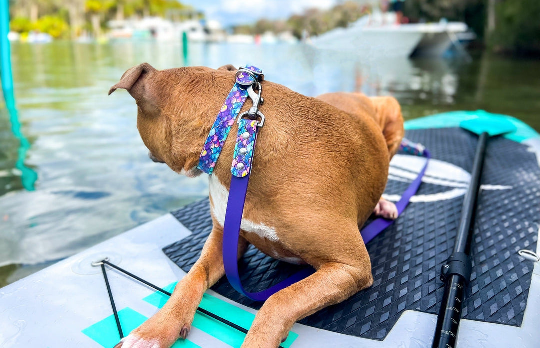 Mermaid Scales Waterproof Dog Gear | SeaFlower Co
