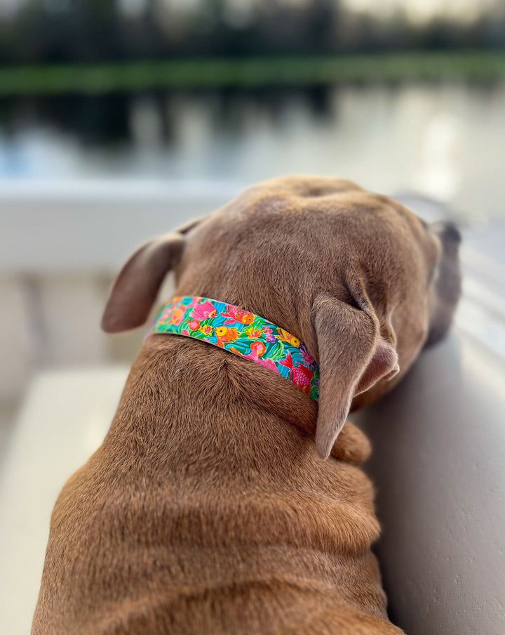 Tropical Fish Stink Proof Collar | SeaFlower Co