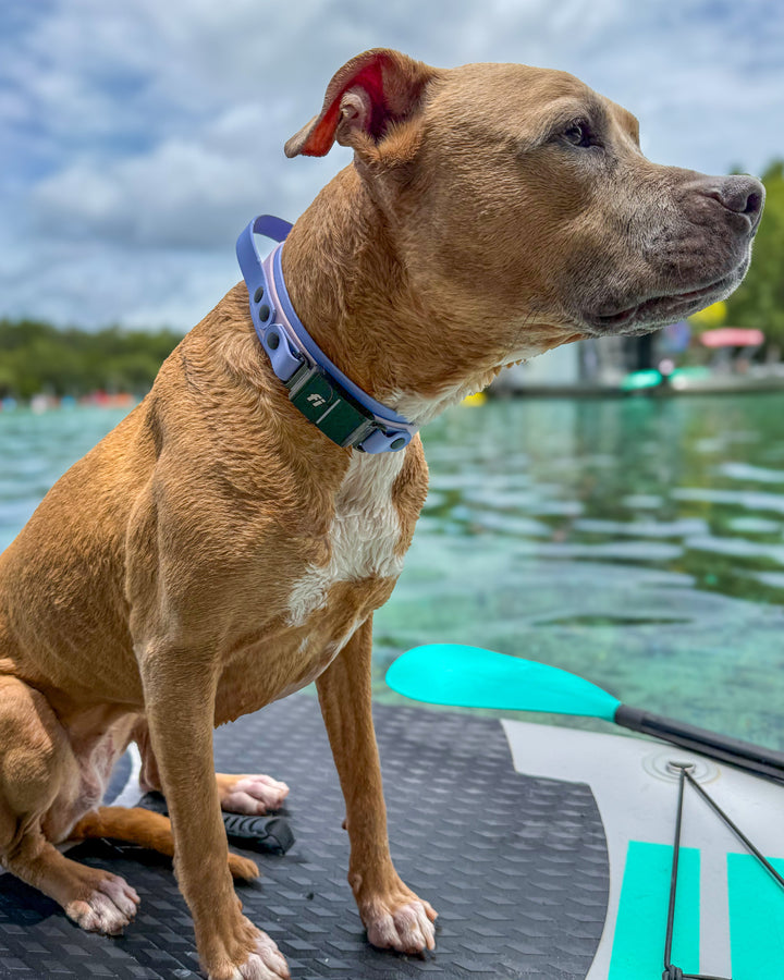 A tan dog wearing a blue collar sits on a paddleboard on water, with a paddle and outdoor water scenery in the background.