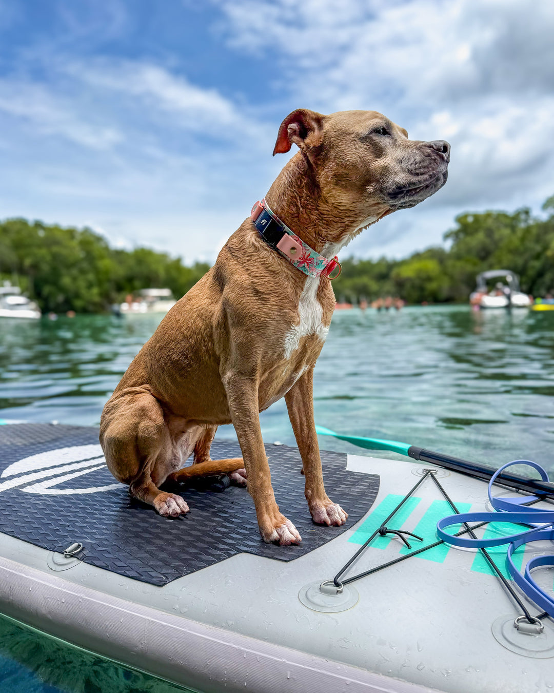 A brown and white dog wearing a patterned collar sits on a gray stand-up paddle board on a lake with trees and boats in the background.