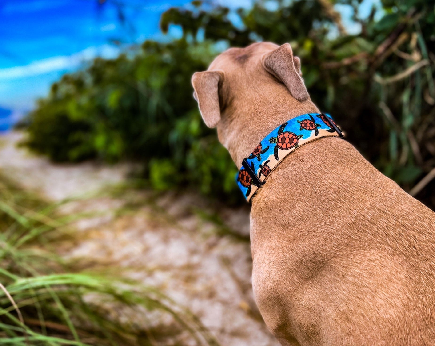 Turtle dog outlet collar