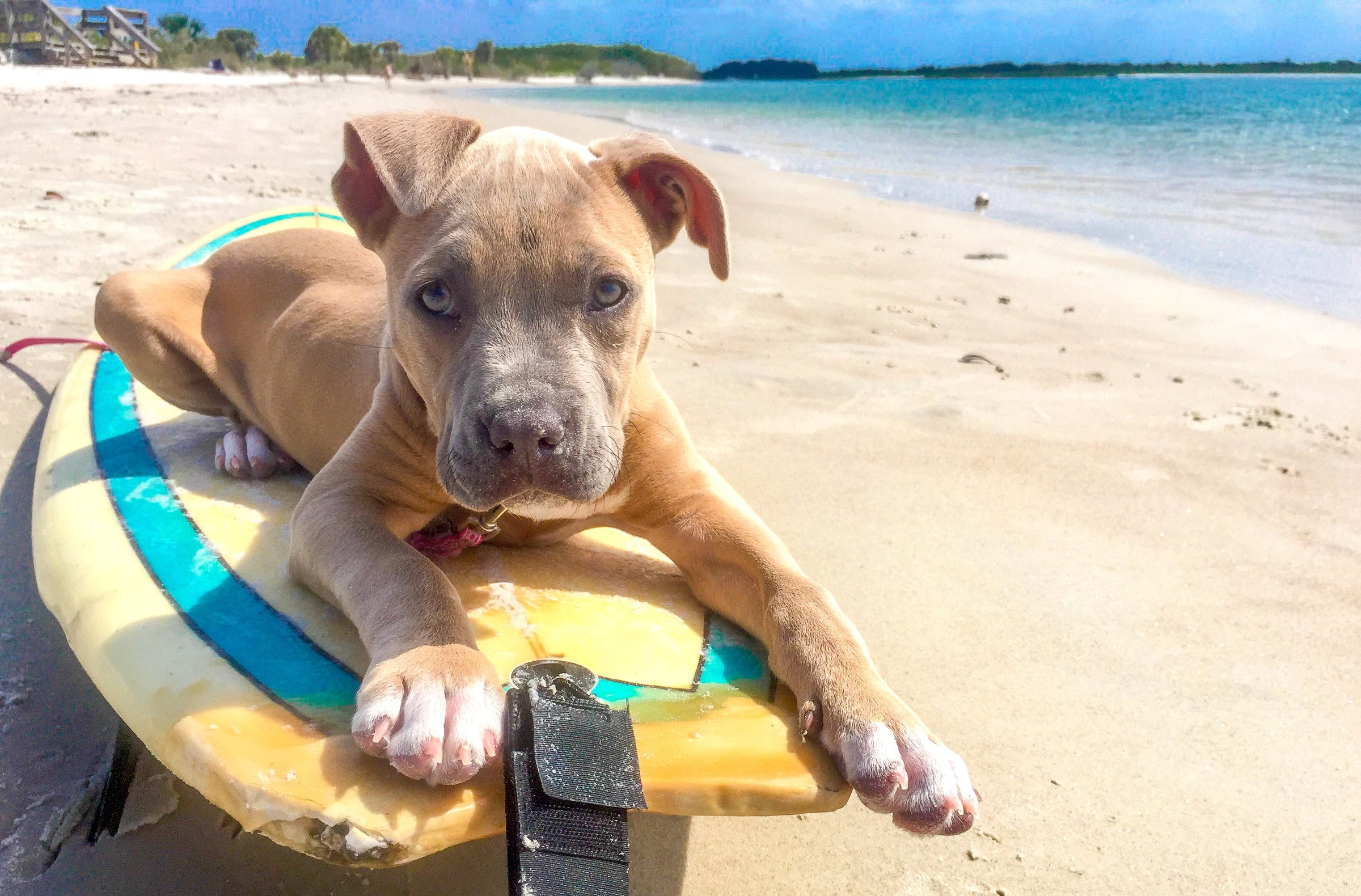 A tan puppy lies on a yellow and teal surfboard on a sandy beach with the ocean and sky in the background.