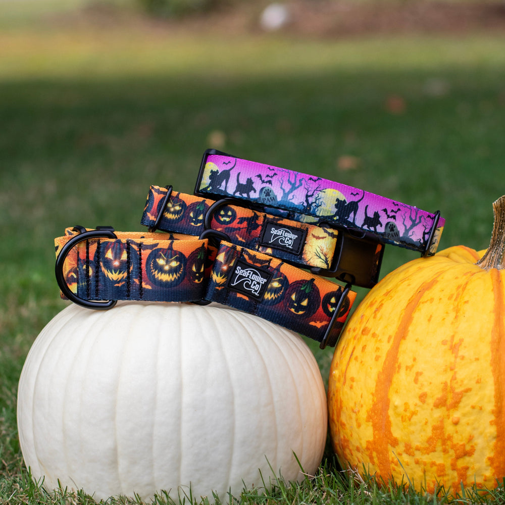 Halloween-themed dog collars on pumpkins in a grassy outdoor setting
