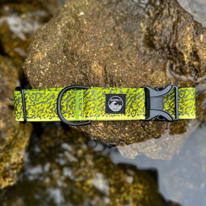 Green Moray Eel Dog Collar | SeaFlower Co