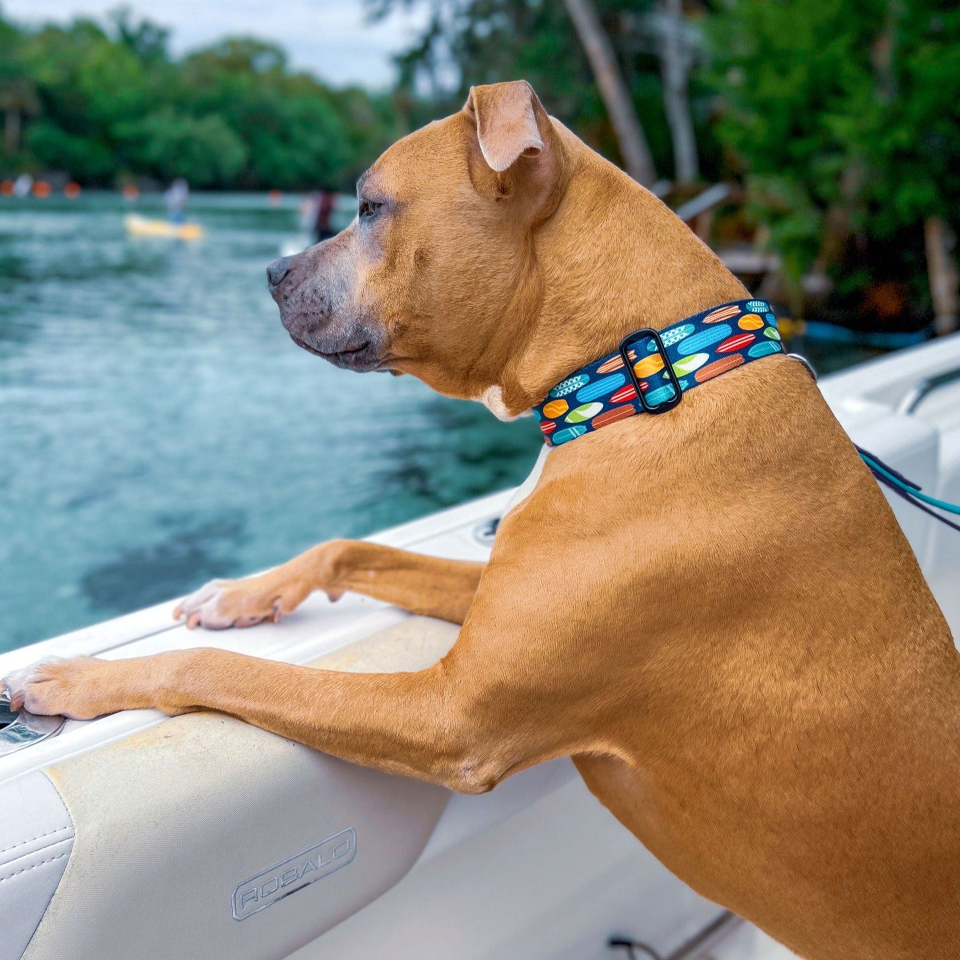 Surfboard store dog collar