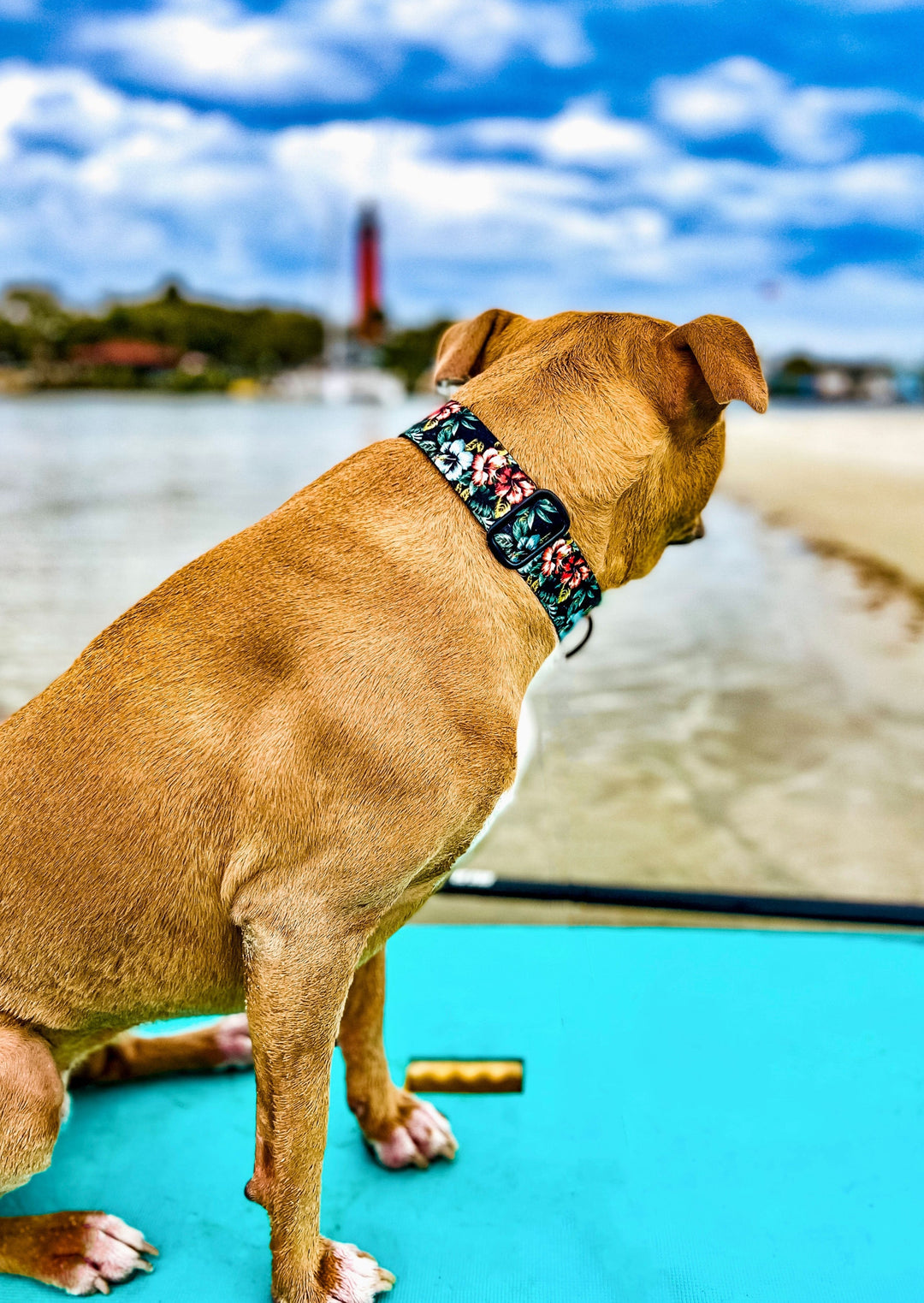 Hawaiian Floral Dog Collar