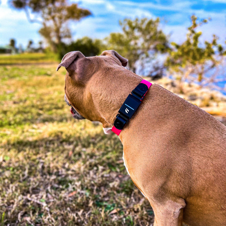 Fi Series 3 Compatible BioThane Collar | SeaFlower Co